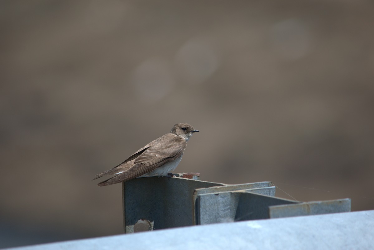 Golondrina Aserrada - ML636975417