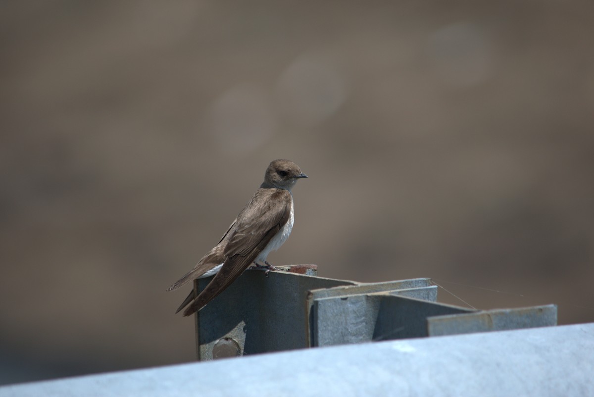 Golondrina Aserrada - ML636975418