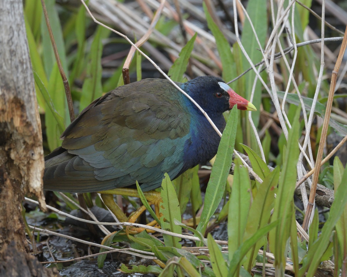 Purple Gallinule - ML636975525