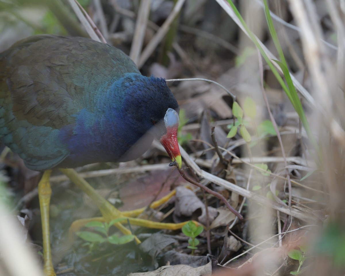 Purple Gallinule - ML636975529