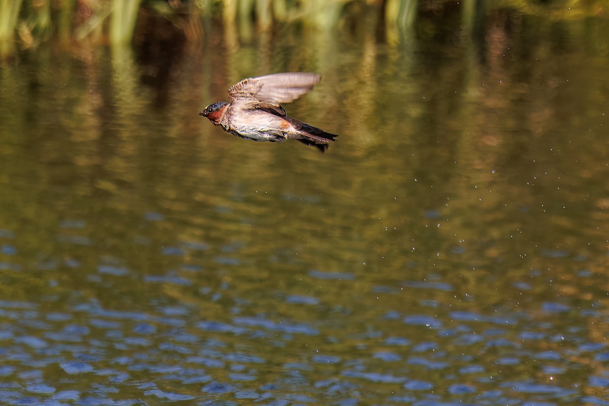 Cliff Swallow - ML636975562