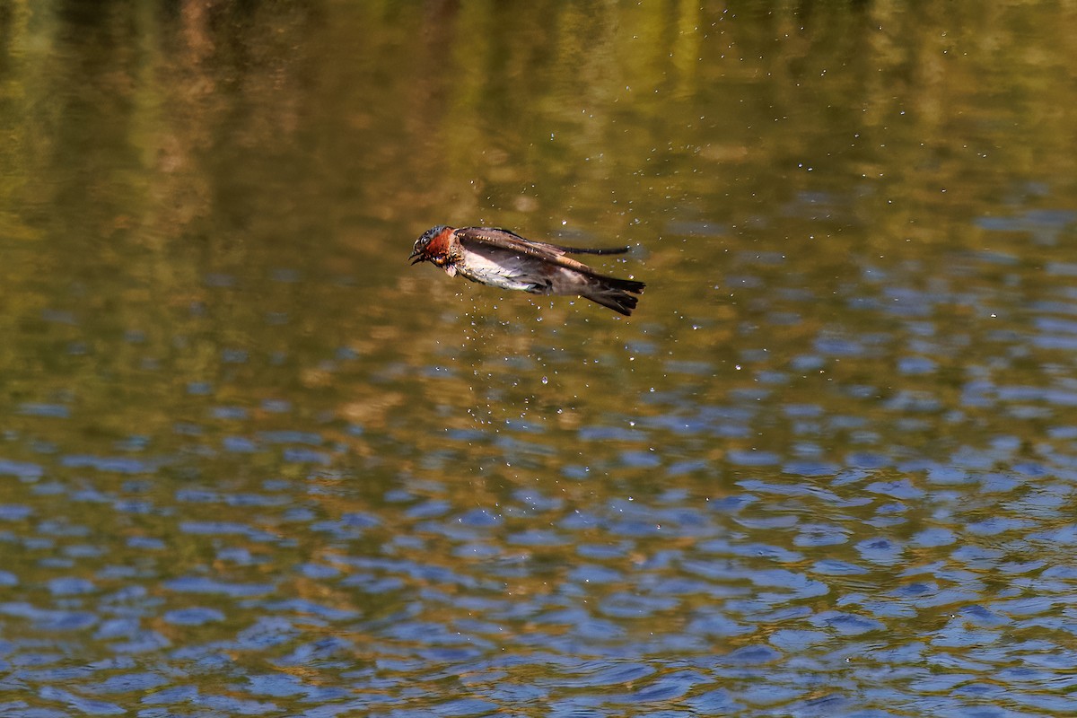 Cliff Swallow - ML636975563