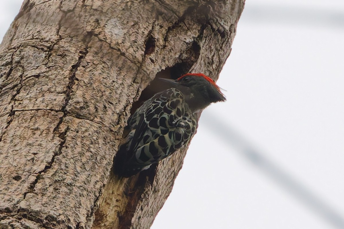 Gray-and-buff Woodpecker - ML636975582
