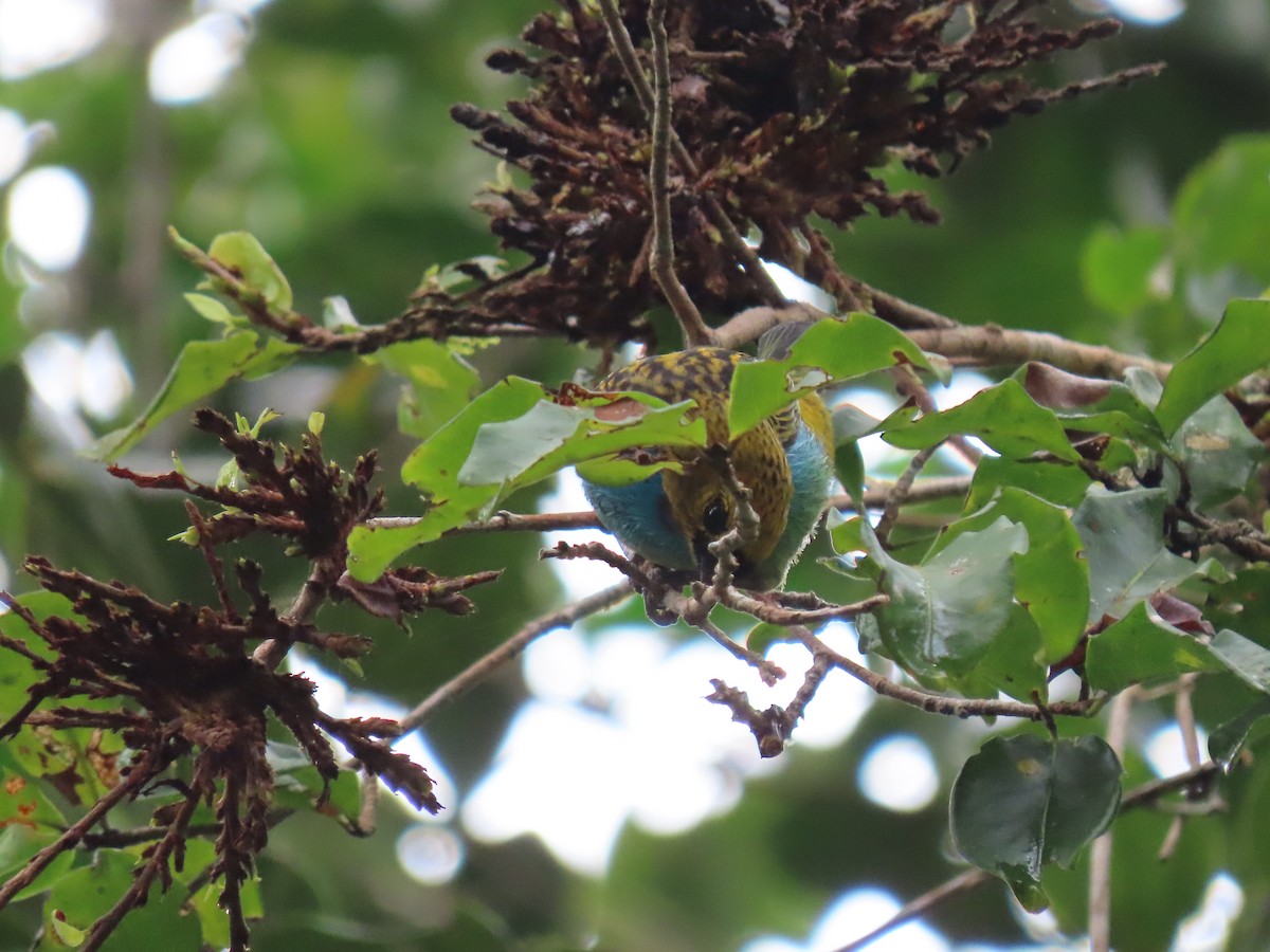 Gilt-edged Tanager - ML636975597