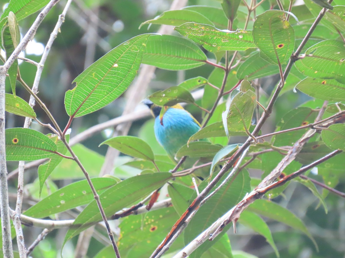 Gilt-edged Tanager - ML636975599