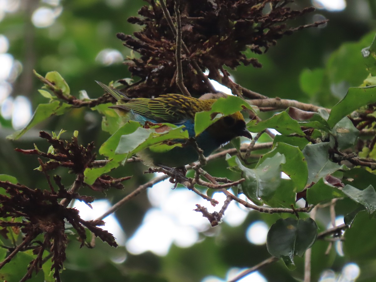 Gilt-edged Tanager - ML636975612