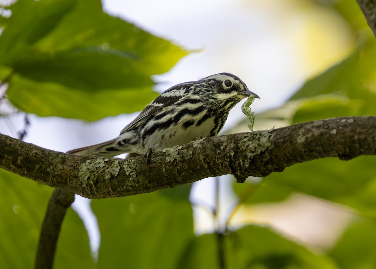 Black-and-white Warbler - Gloria Schoenholtz