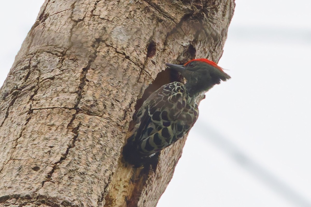 Gray-and-buff Woodpecker - ML636975718