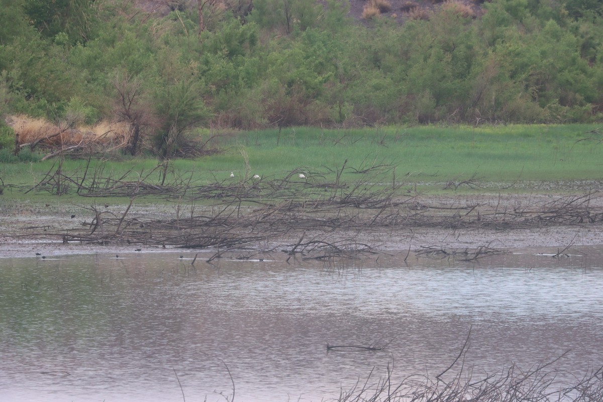 Цасны галуу - ML636975732