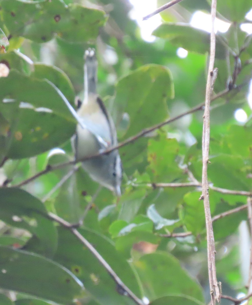 Black-capped Antwren - ML636975739