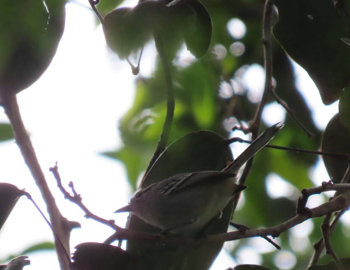 Black-capped Antwren - ML636975740