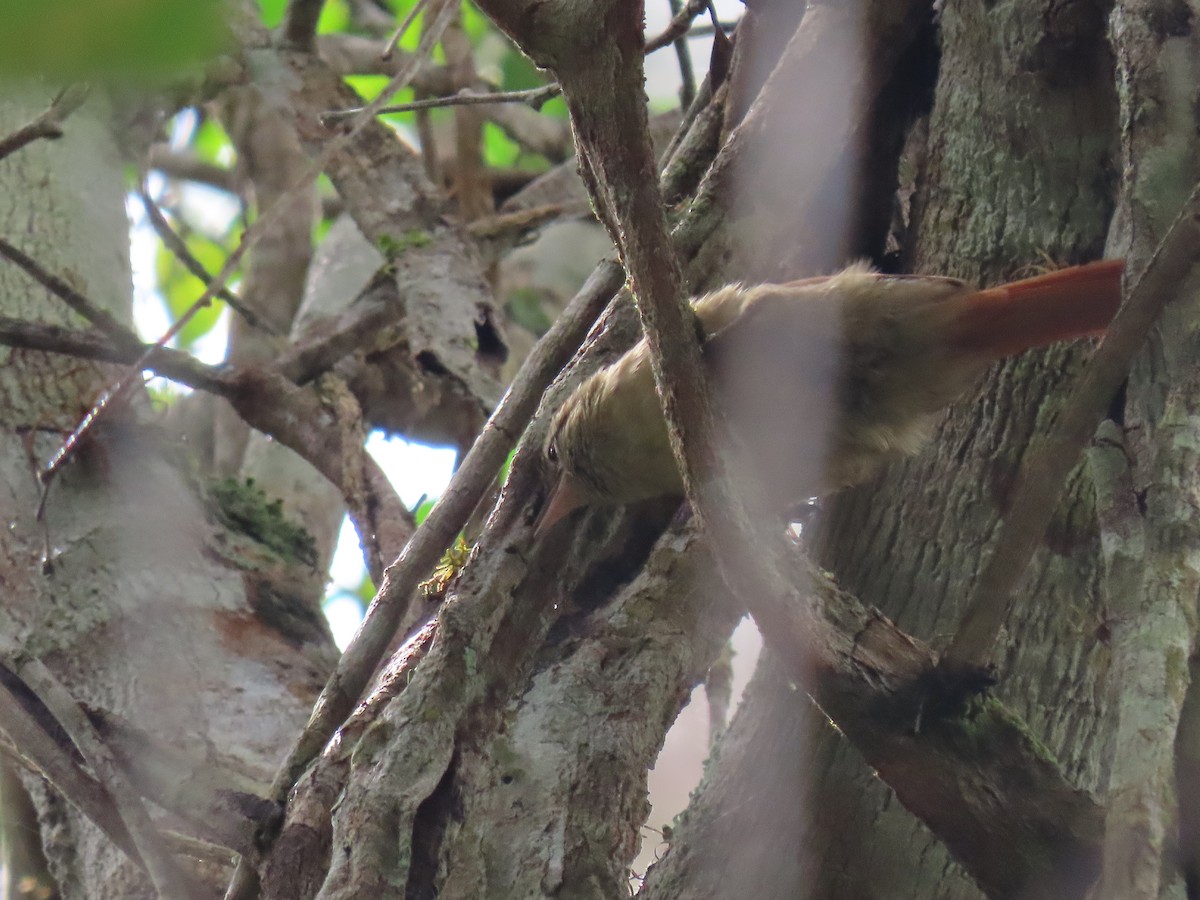 Pallid Spinetail - ML636975762