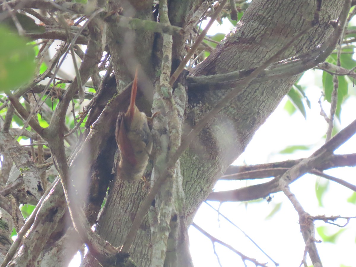 Pallid Spinetail - ML636975763