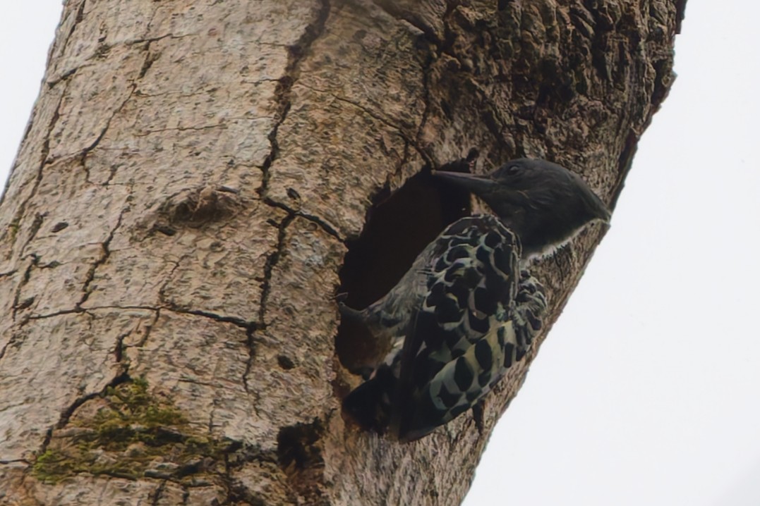 Gray-and-buff Woodpecker - ML636975775