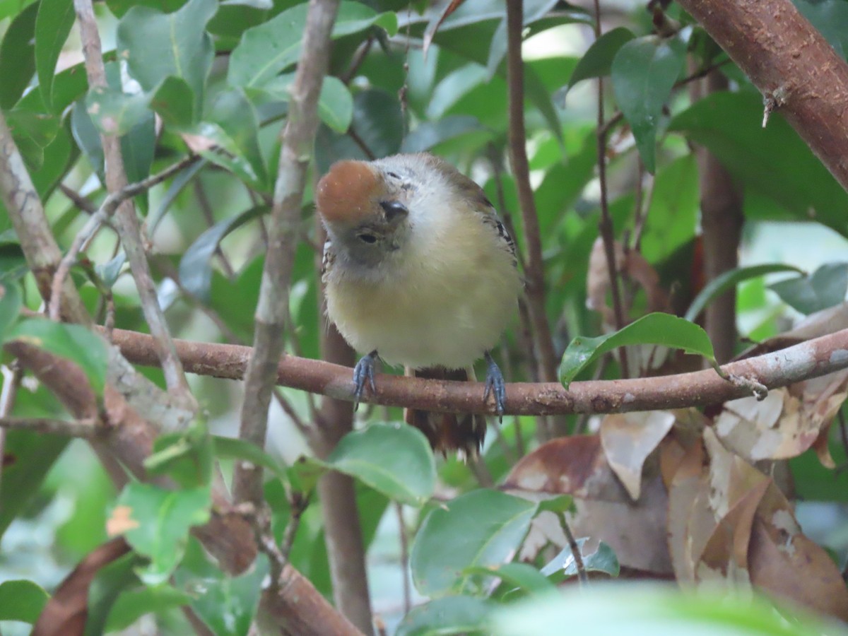 Planalto Slaty-Antshrike - ML636975788