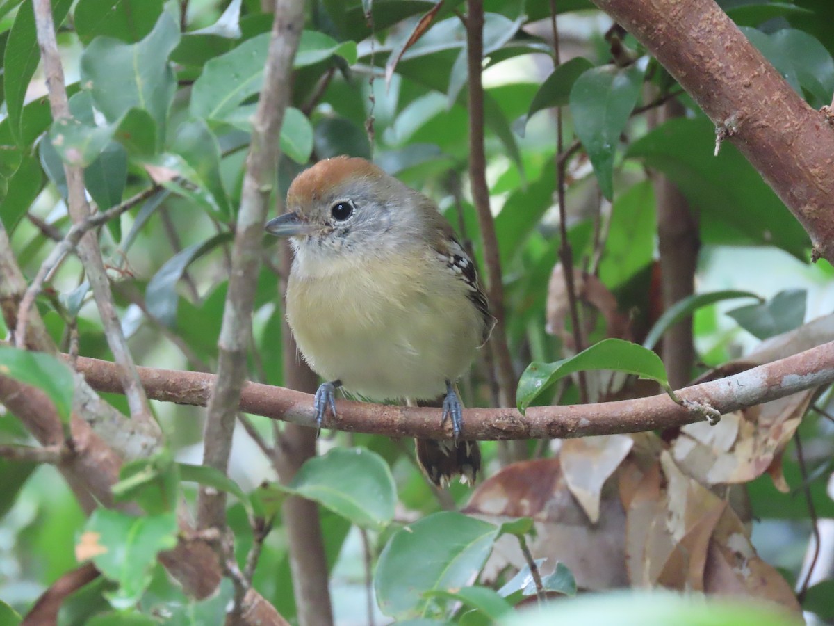 Planalto Slaty-Antshrike - ML636975789