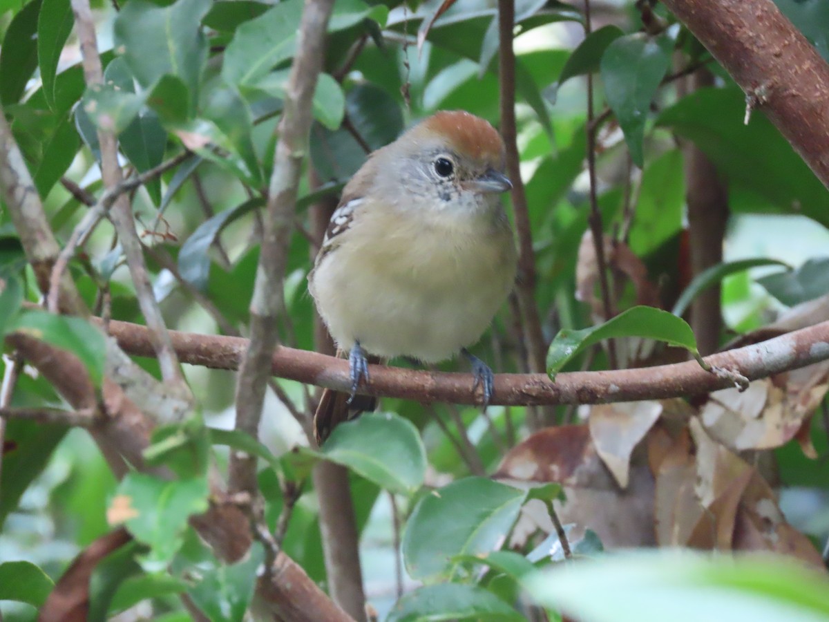 Planalto Slaty-Antshrike - ML636975791