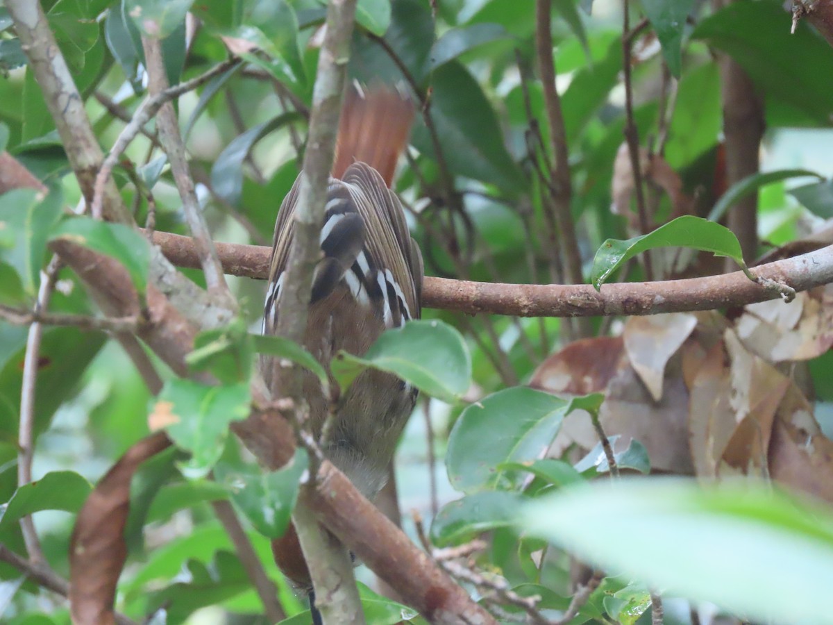 Planalto Slaty-Antshrike - ML636975792