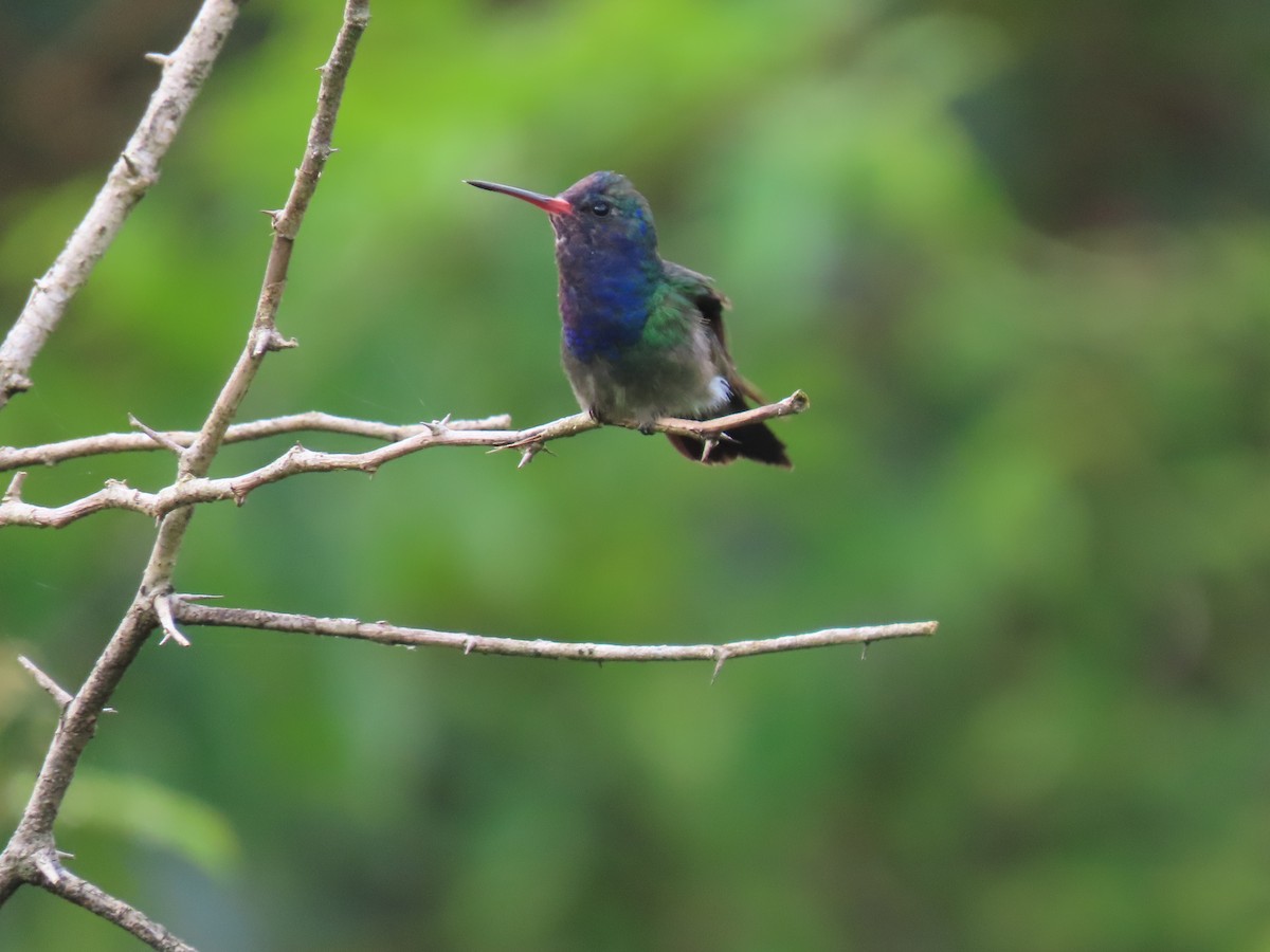 White-chinned Sapphire - ML636975809