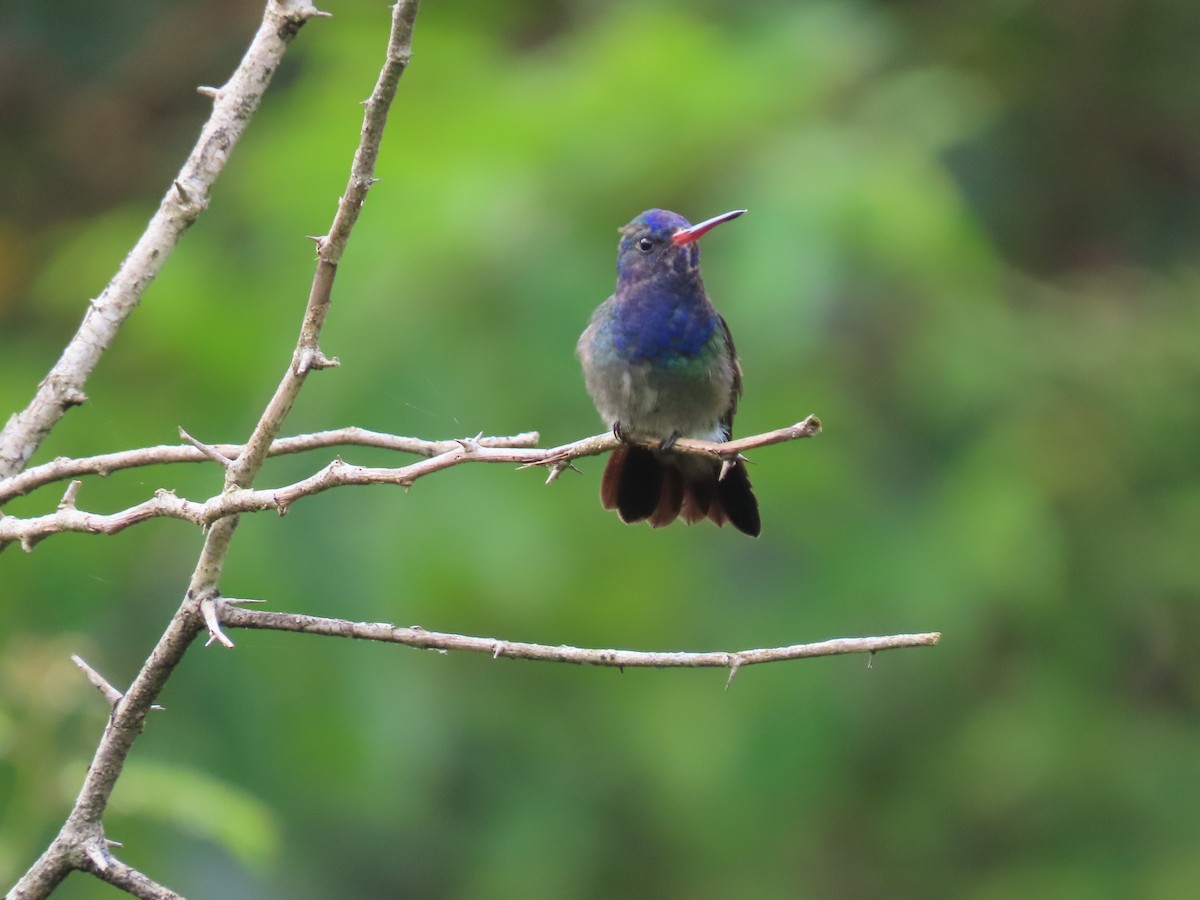 White-chinned Sapphire - ML636975810