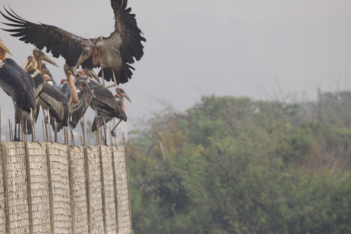 Greater Adjutant - ML636975815