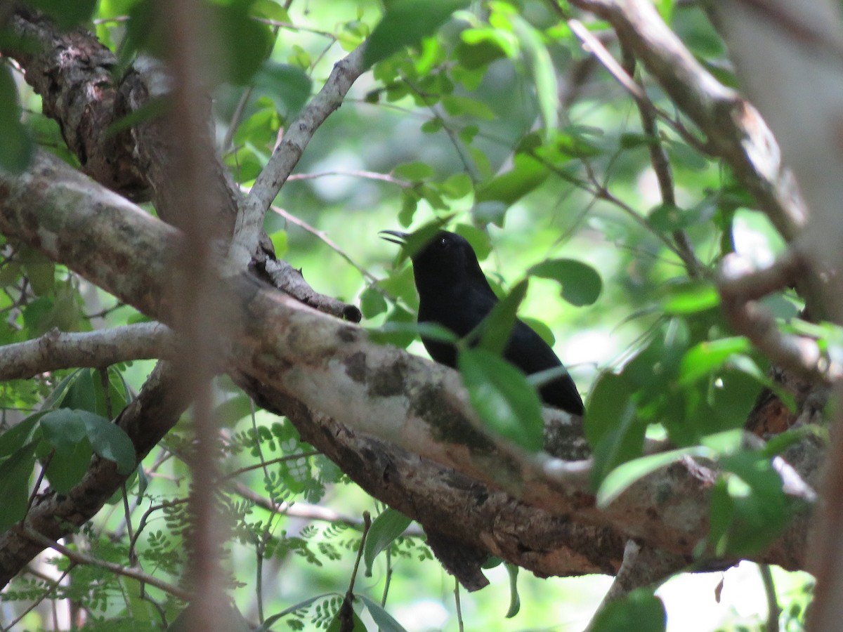 Black Catbird - ML636975820