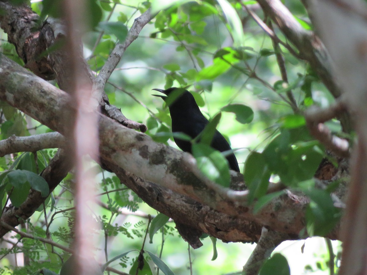 Black Catbird - ML636975839
