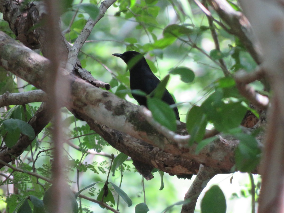 Black Catbird - ML636975851