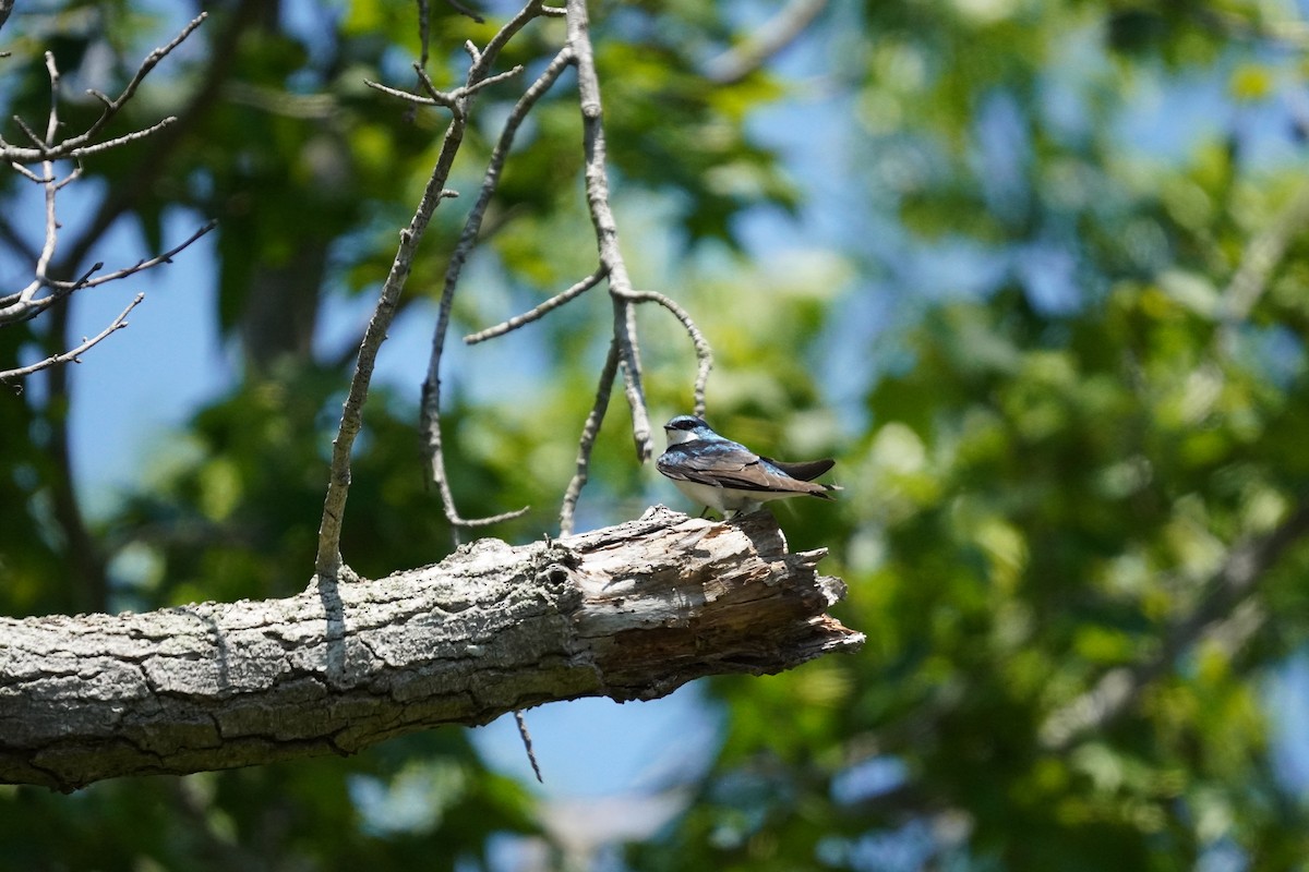 Tree Swallow - ML636975878