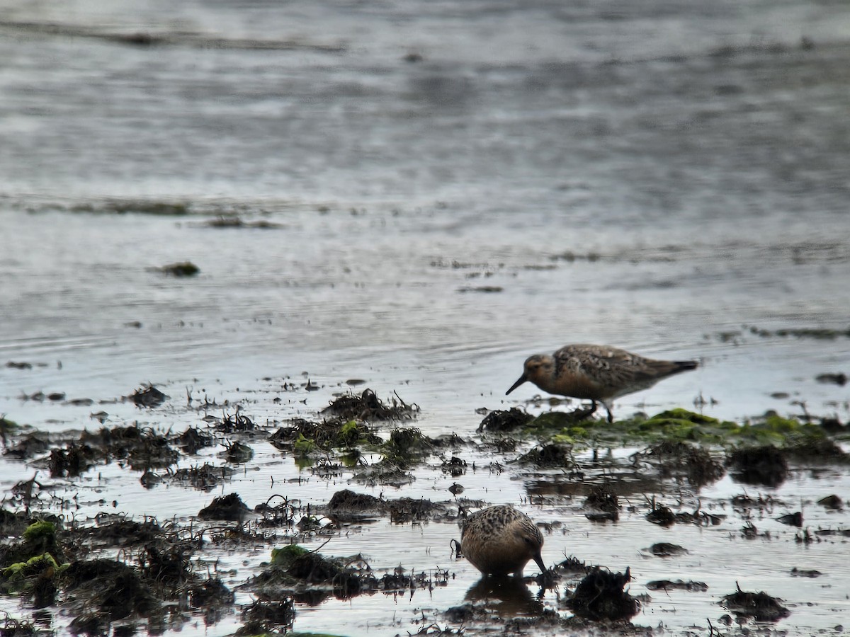 Red Knot - ML636975934