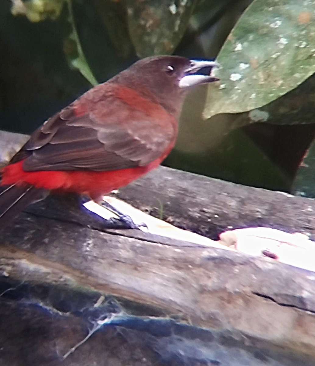 Crimson-backed Tanager - ML636975944