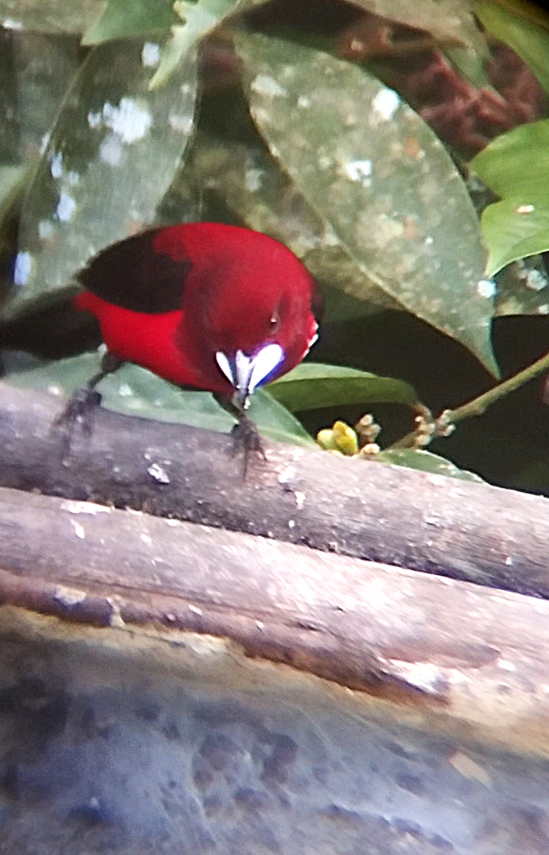 Crimson-backed Tanager - ML636975946