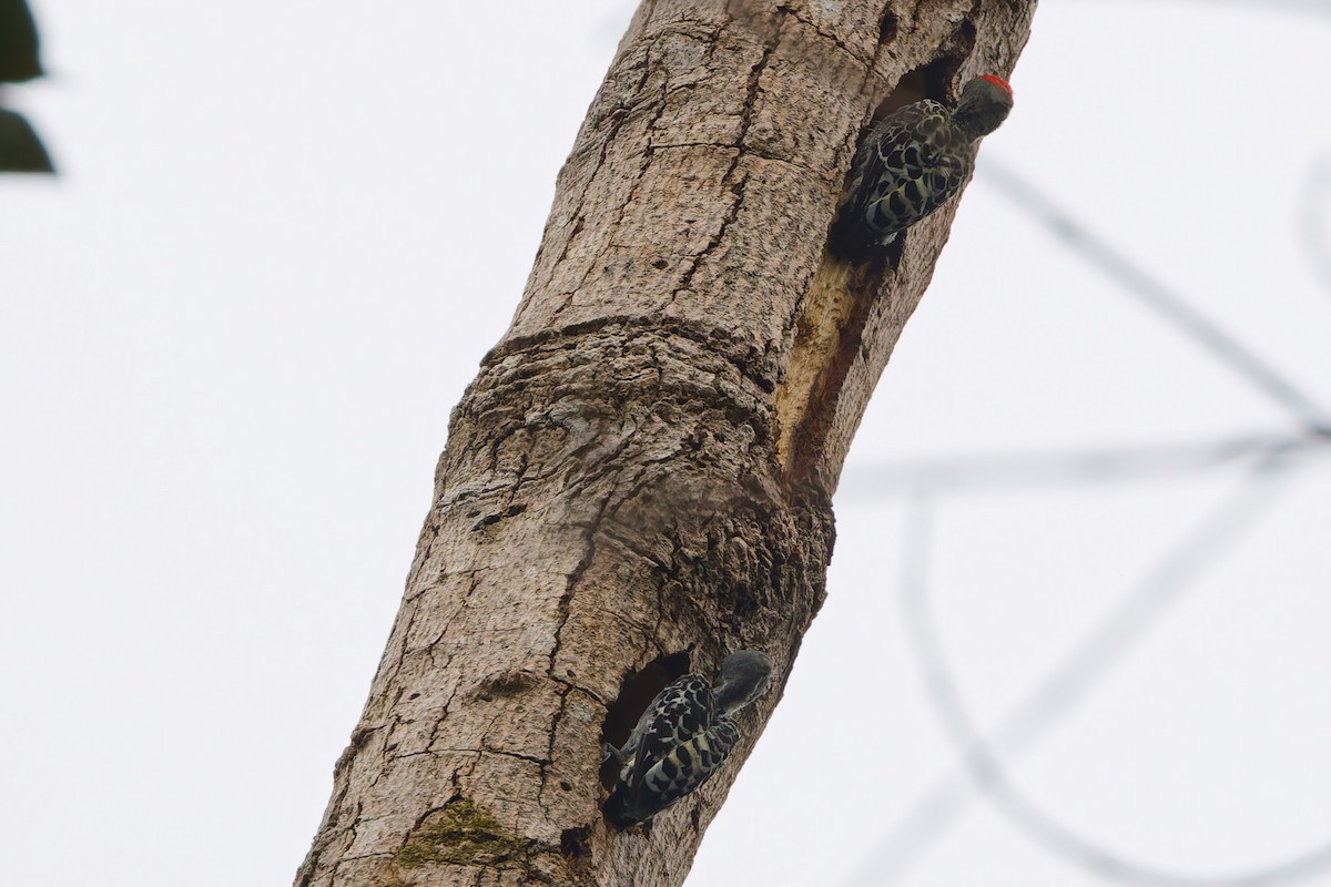 Gray-and-buff Woodpecker - ML636975956