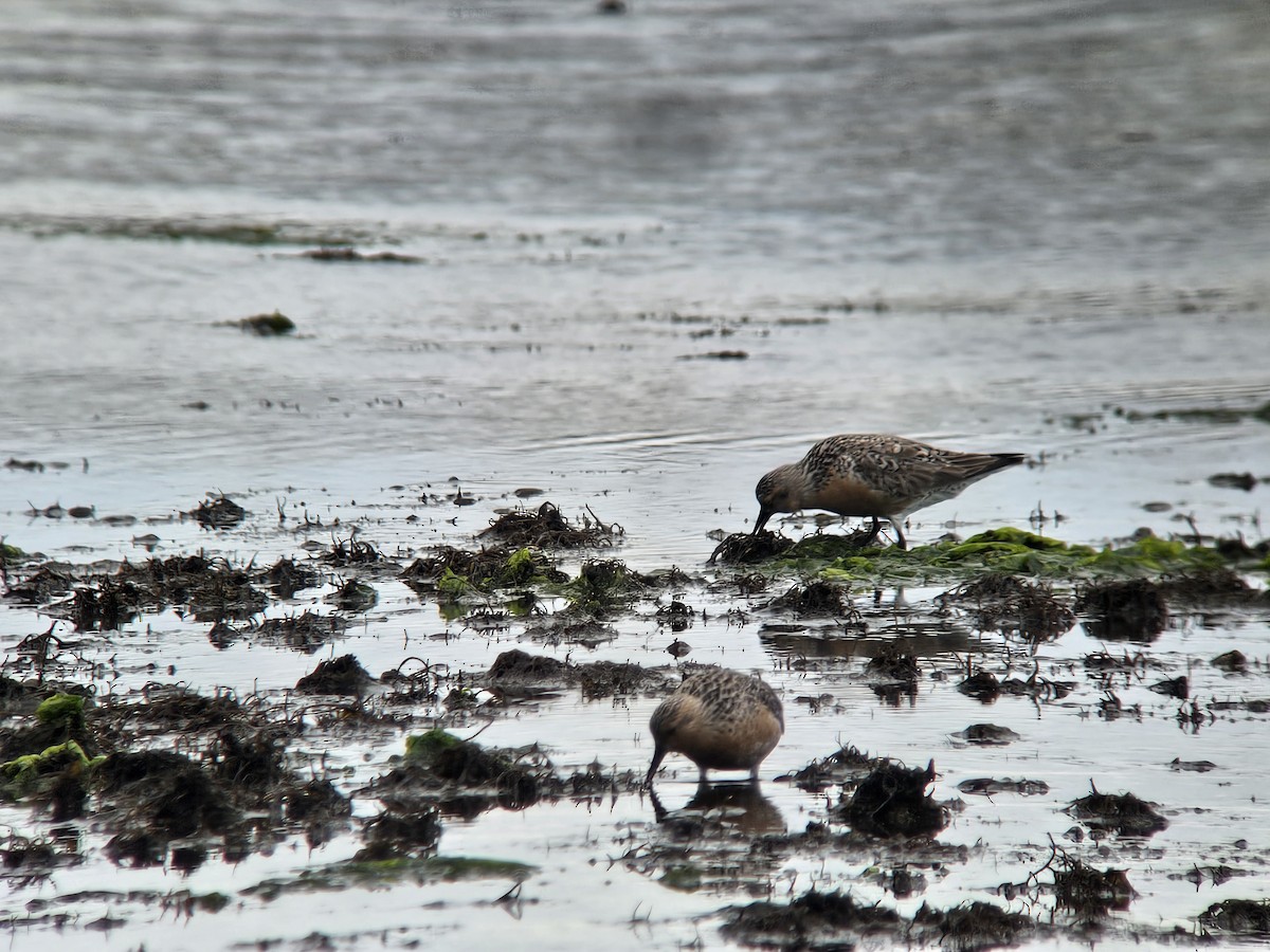 Red Knot - ML636975962