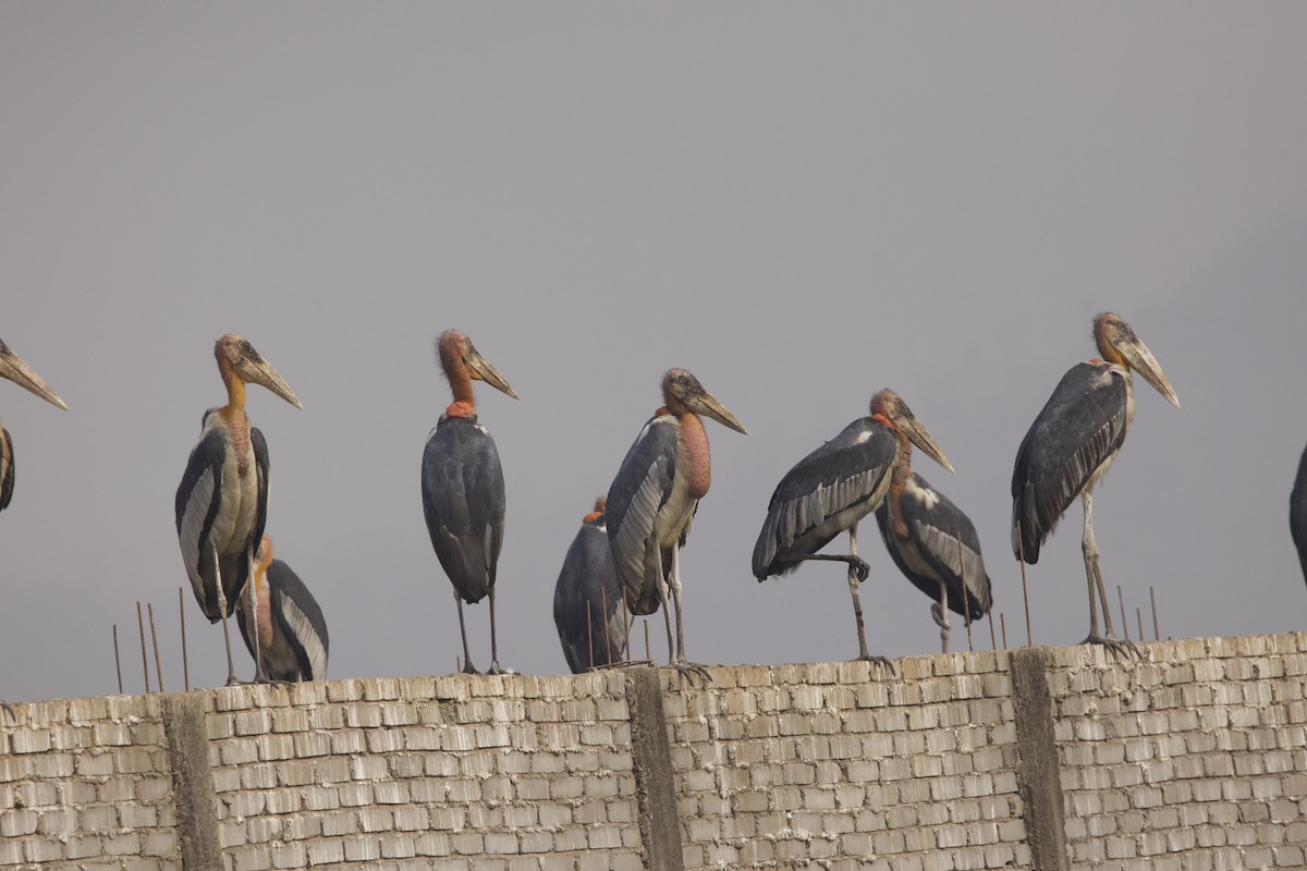 Greater Adjutant - ML636975964