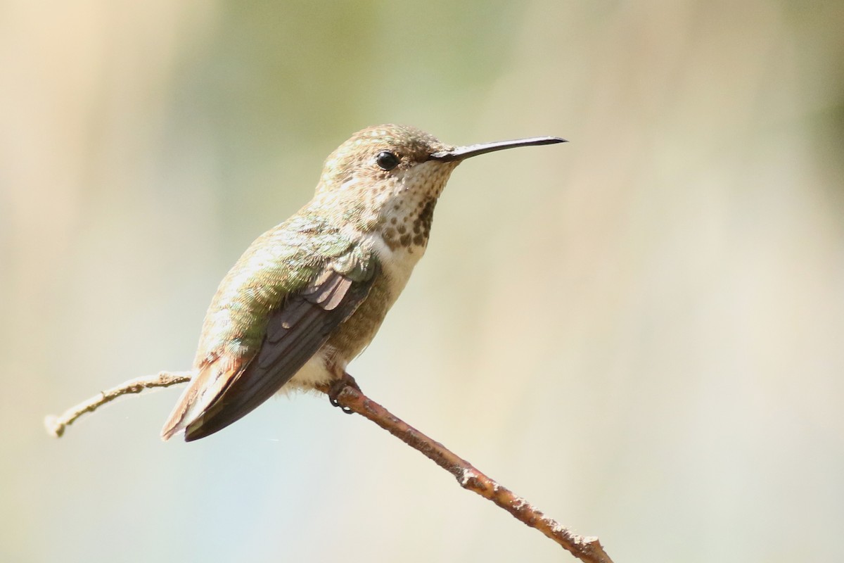 Anna's x Allen's Hummingbird (hybrid) - ML636975971