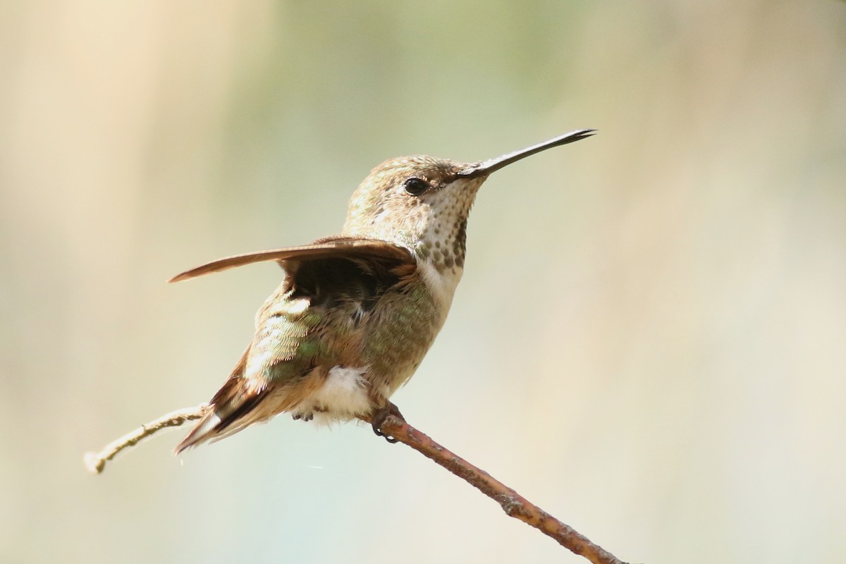 Anna's x Allen's Hummingbird (hybrid) - ML636975977