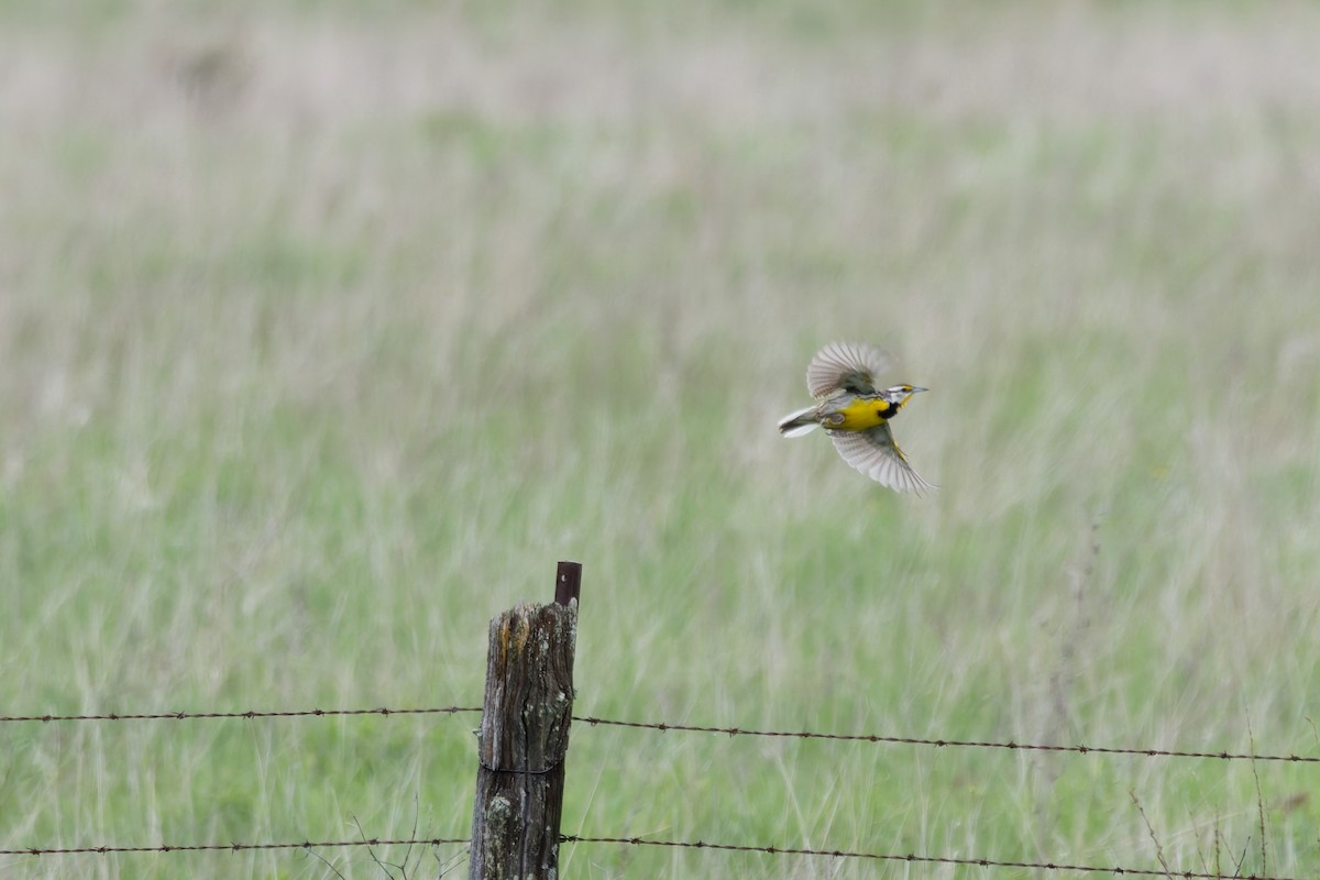 Eastern Meadowlark - ML636976043