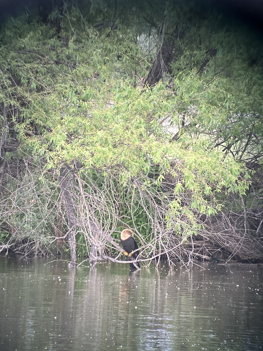 Anhinga - ML636976063