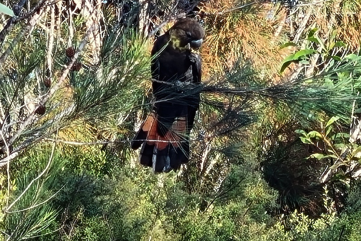 Glossy Black-Cockatoo - ML636976150