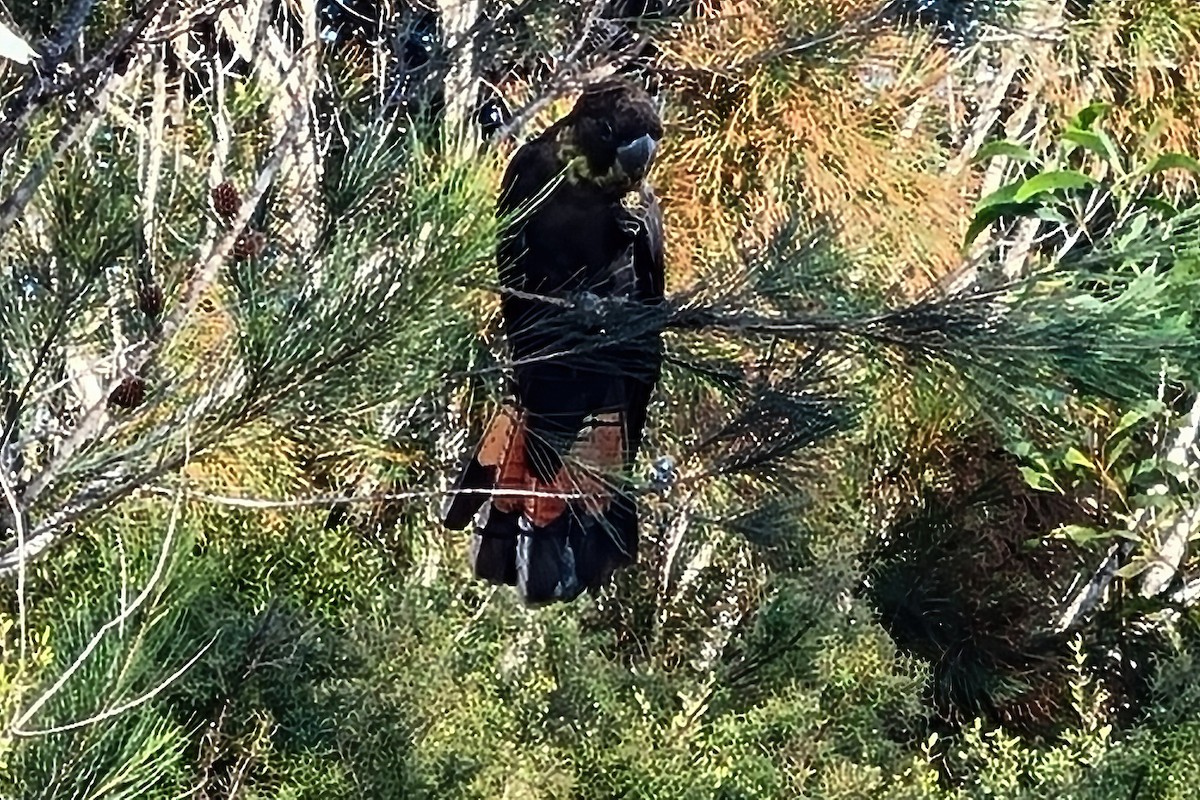 Glossy Black-Cockatoo - ML636976152