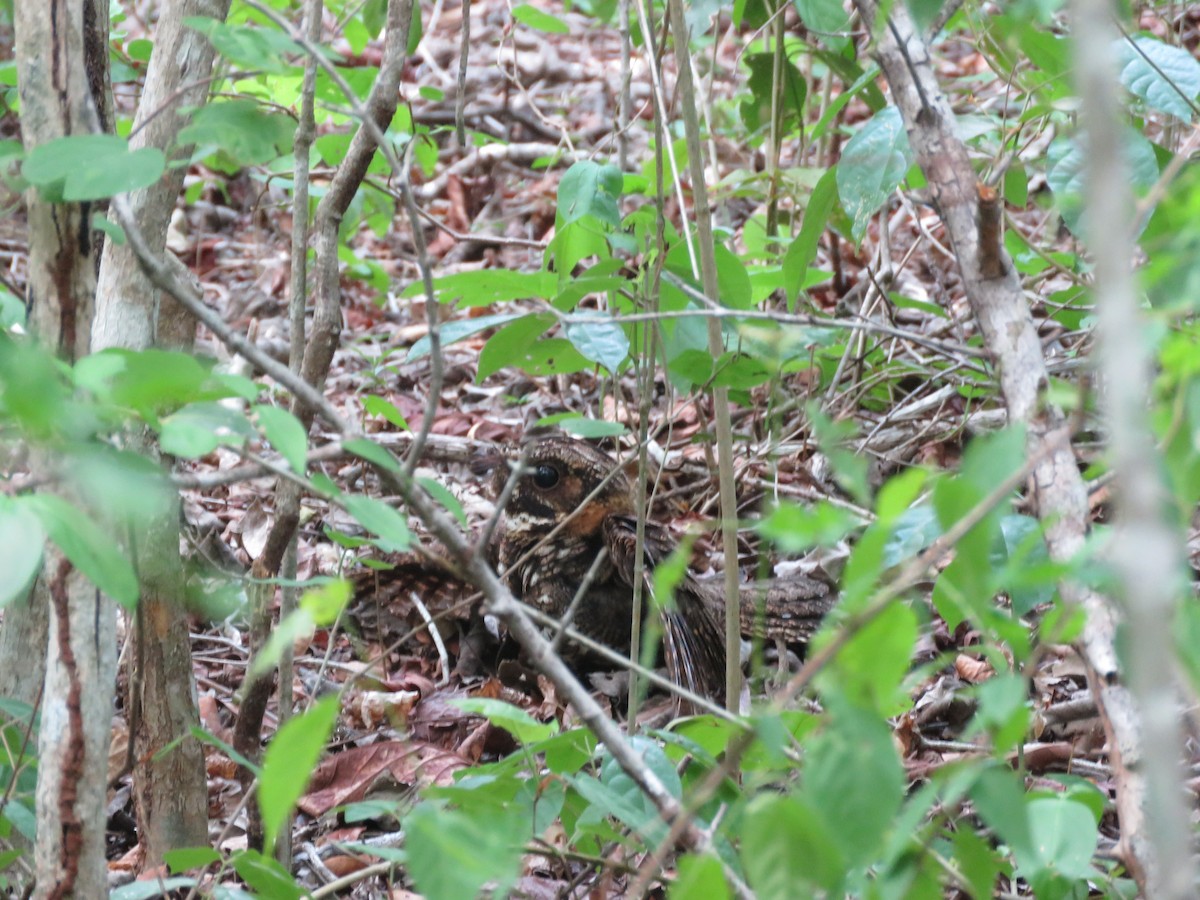 Yucatan Nightjar - ML636976153