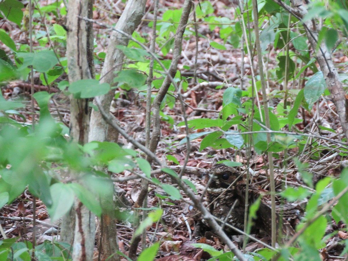 Yucatan Nightjar - ML636976163