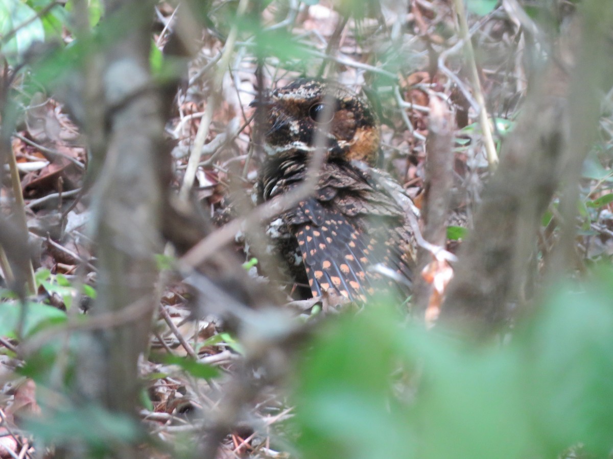 Yucatan Nightjar - ML636976169