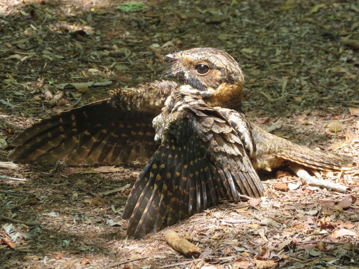 Yucatan Nightjar - ML636976190