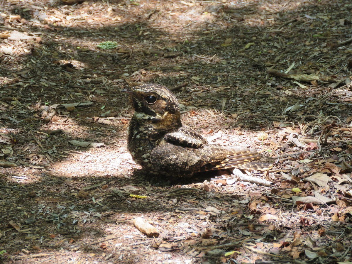 Yucatan Nightjar - ML636976208