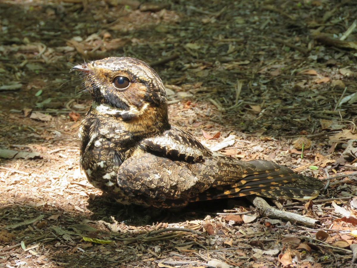 Yucatan Nightjar - ML636976213