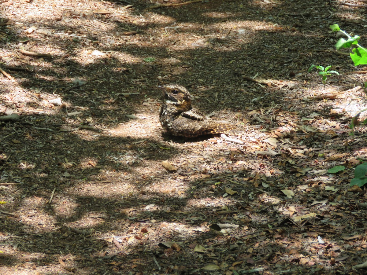 Yucatan Nightjar - ML636976223