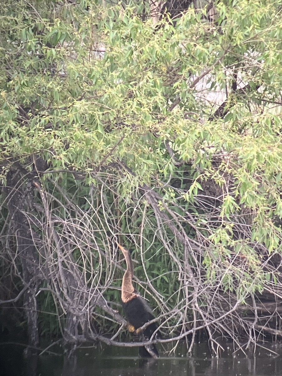 Anhinga - ML636976226