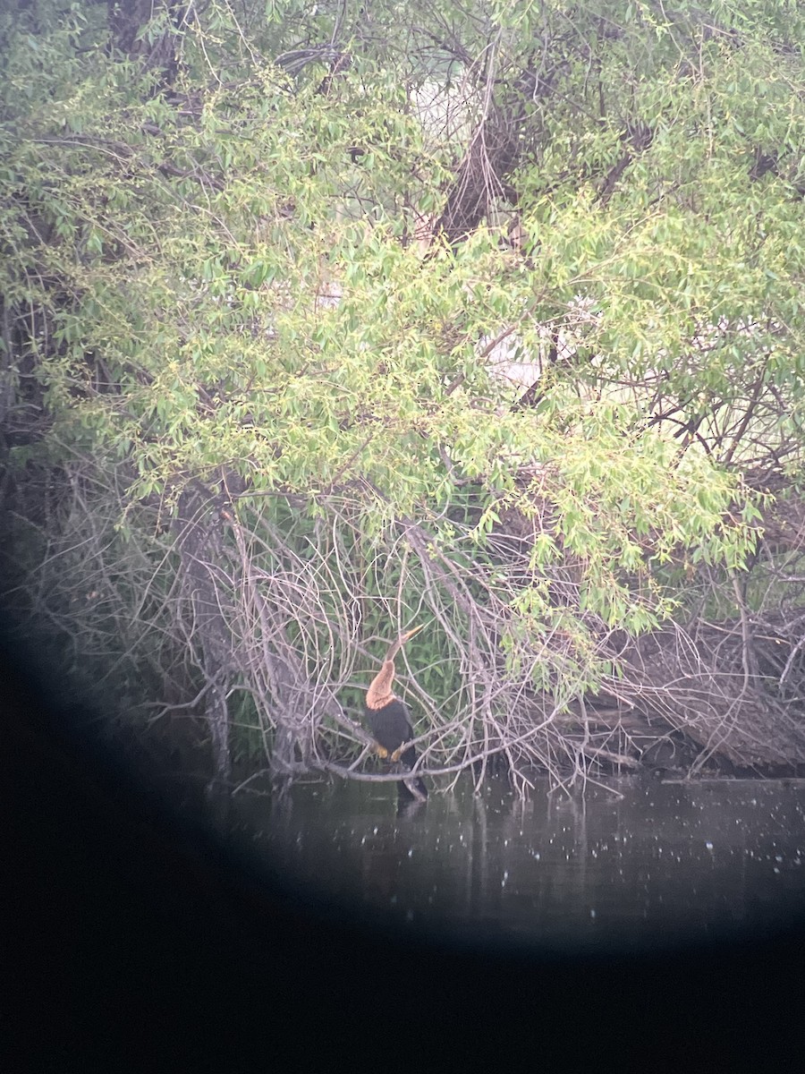 Anhinga - ML636976227